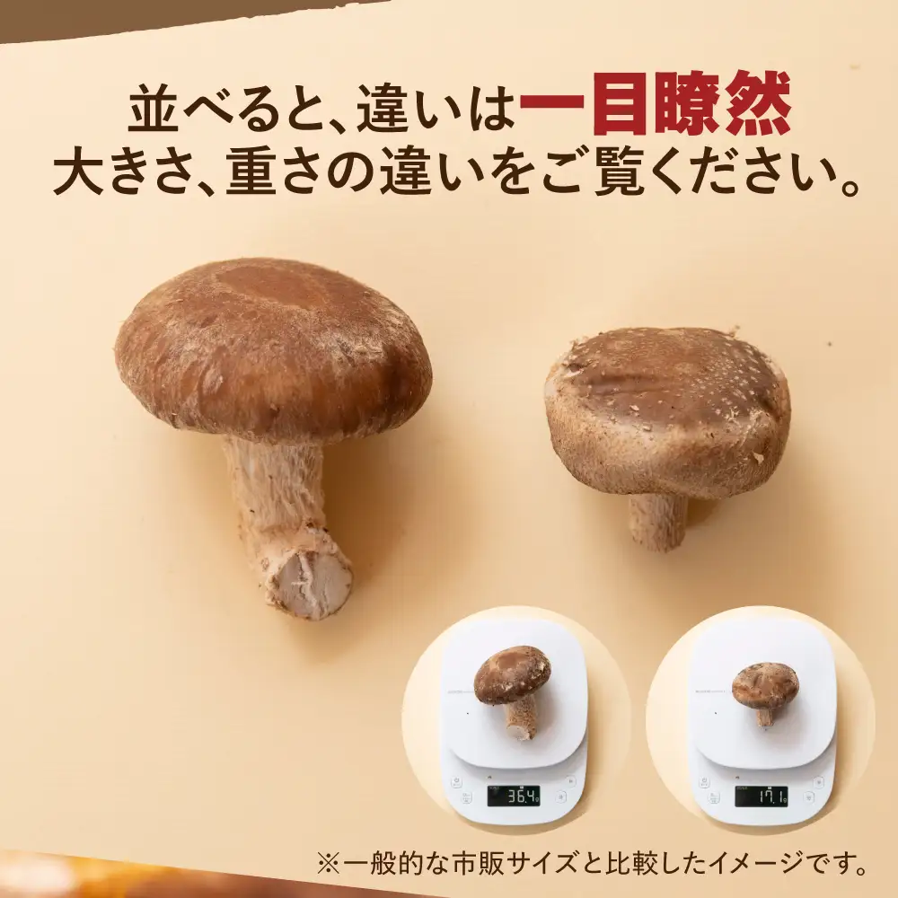 生しいたけ 1kg | しいたけ