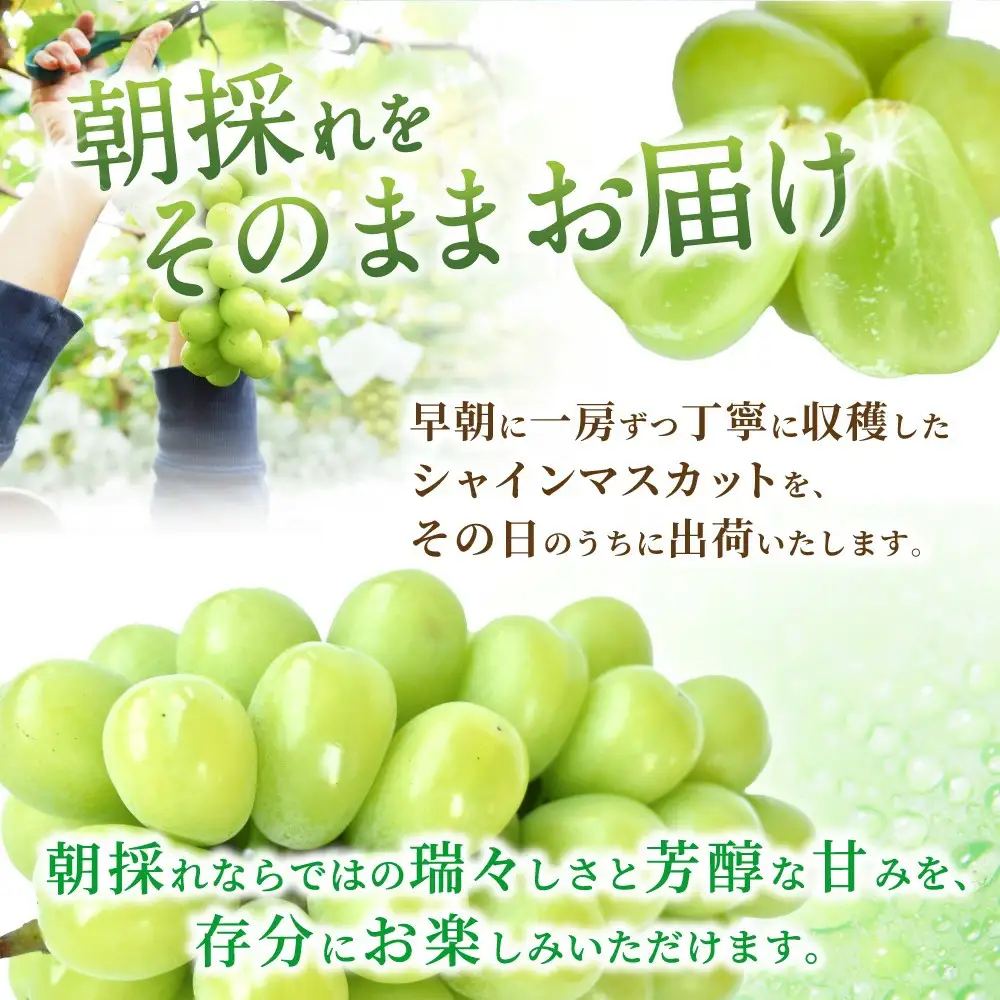 朝摘み！ シャインマスカット 秀品2房（約1.2kg）【2026年8月末から9月末順次発送予定】【kgr035】