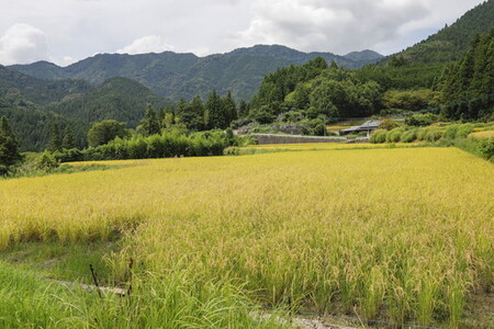 【R7年産】愛媛県 久万高原町 コシヒカリ10kg 玄米 ｜ お米 コメ こめ 令和7年産 10kg ご飯 ごはん 朝食 昼食 家庭用 栄養 玄米 ※北海道・沖縄・離島への配送不可