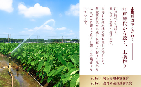 里芋 堀兼の里芋 自宅用  2.5㎏ | 市川農園 狭山市 埼玉県
