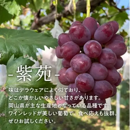 訳ありご家庭用 懐かしい味わいの葡萄「紫苑(しえん)」/約2.2kg(岡山県産)【配送不可地域：離島】【1602179】