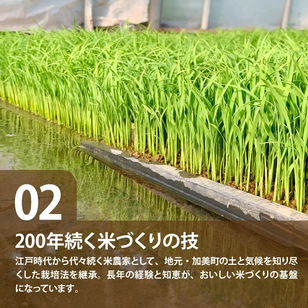 令和8年産 つや姫 10kg つや