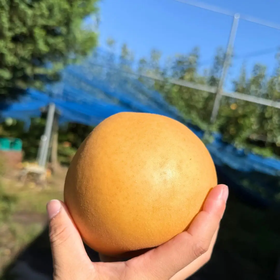 和梨 新高 自家用 約5kg 令和8年度 [三条ファームWIN] 【010S839】