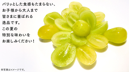 シャインマスカット 2kg （4房）【2026年9月より発送開始】（茨城県共通返礼品 [ぶどう]：結城市産）