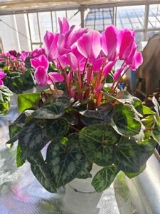 大倉花園のシクラメン（6号）｜秦野の花 シクラメン 観葉植物 クリスマス