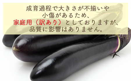 【2026年10月中旬以降発送】長なす １ｋｇ 家庭用 yr-0070