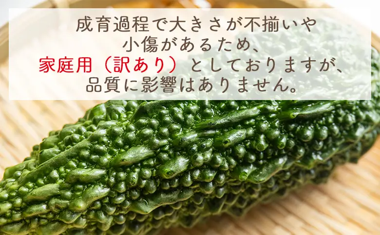 【2026年10月以降順次発送】ゴーヤ ２ｋｇ 家庭用 yr-0074