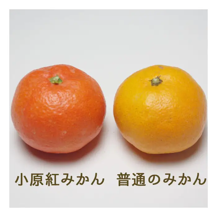 『2025年12月より順次発送』香川オリジナル品種「紅みかん(小原紅早生)」2.5kg[のしシール付き]
