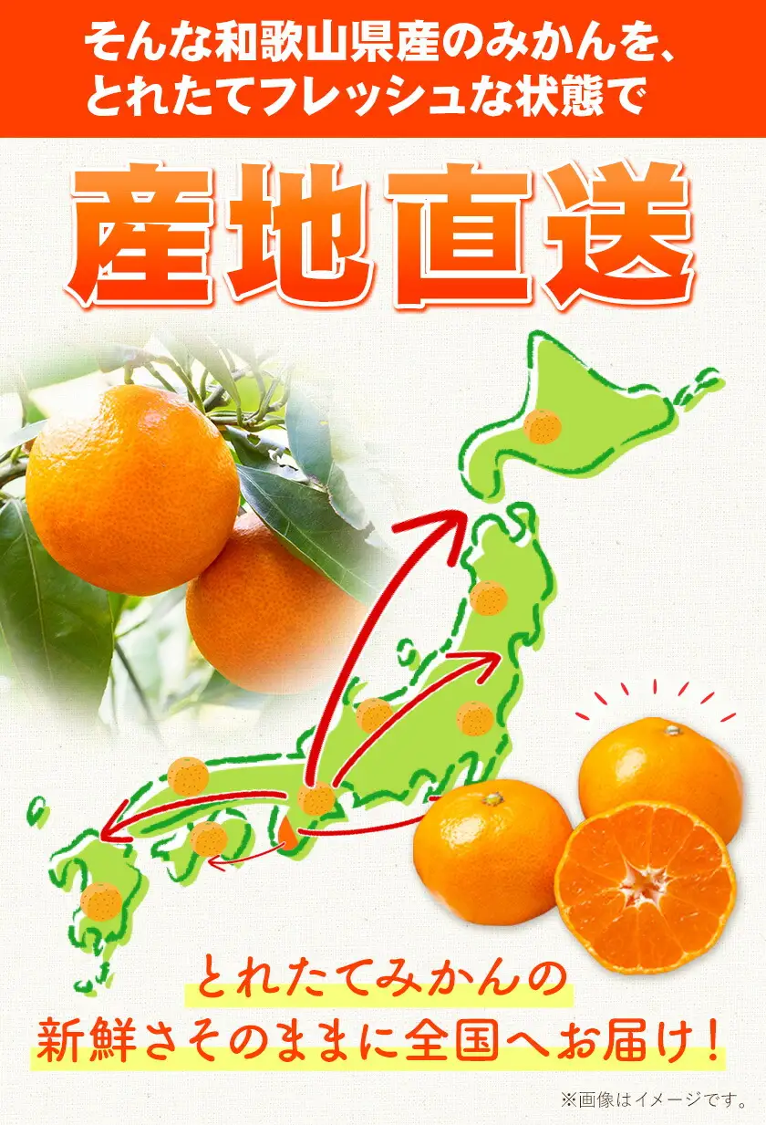 みかん ご家庭用みかん 約5kg