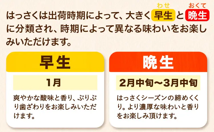 訳あり はっさく八朔 約9kg
