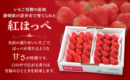 いちご 紅ほっぺ JA遠州中央 静岡県産 いちご【260g×2パック】