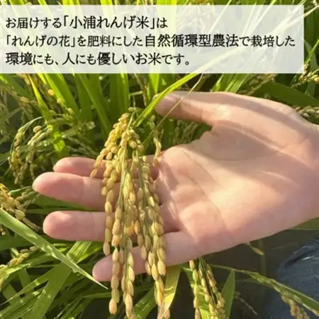 2025年産(令和7年産)!日高町小浦の無洗米「小浦れんげ米」3kg【1680199】