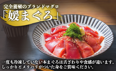 【2027年1月13日発送】 訳あり 本マグロ ブロック 450～600g 媛まぐろ ダイニチ 鮪 D026-031005-270113