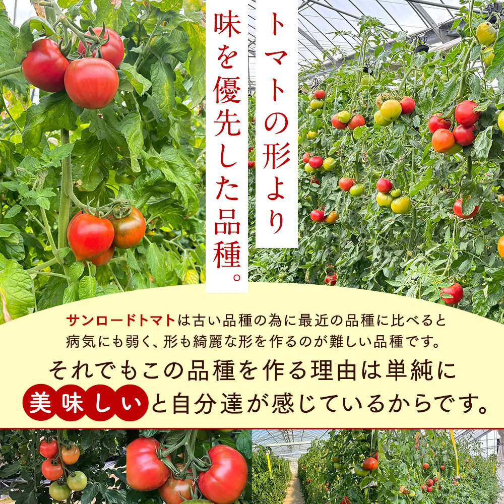 【先行予約 2027年2月～5月出荷予定／限定50箱】全国トマト選手権銅賞受賞トマト『銀丸山口トマト』高糖度トマト　L～Mサイズ