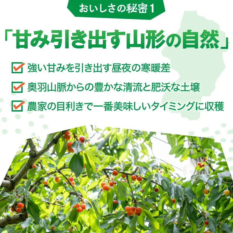 氷のめぐみ ( さくらんぼ ) 冷凍フルーツ 果物 山形 フルーツ