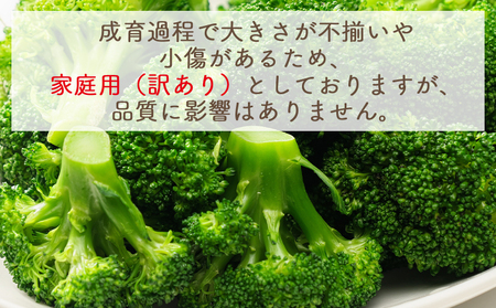 【2026年11月末以降発送】ブロッコリー ２ｋｇ 家庭用 yr-0087