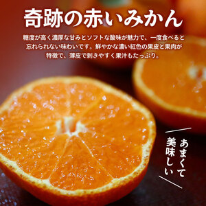 先行予約 小原紅早生みかん 約1.2kg みかん