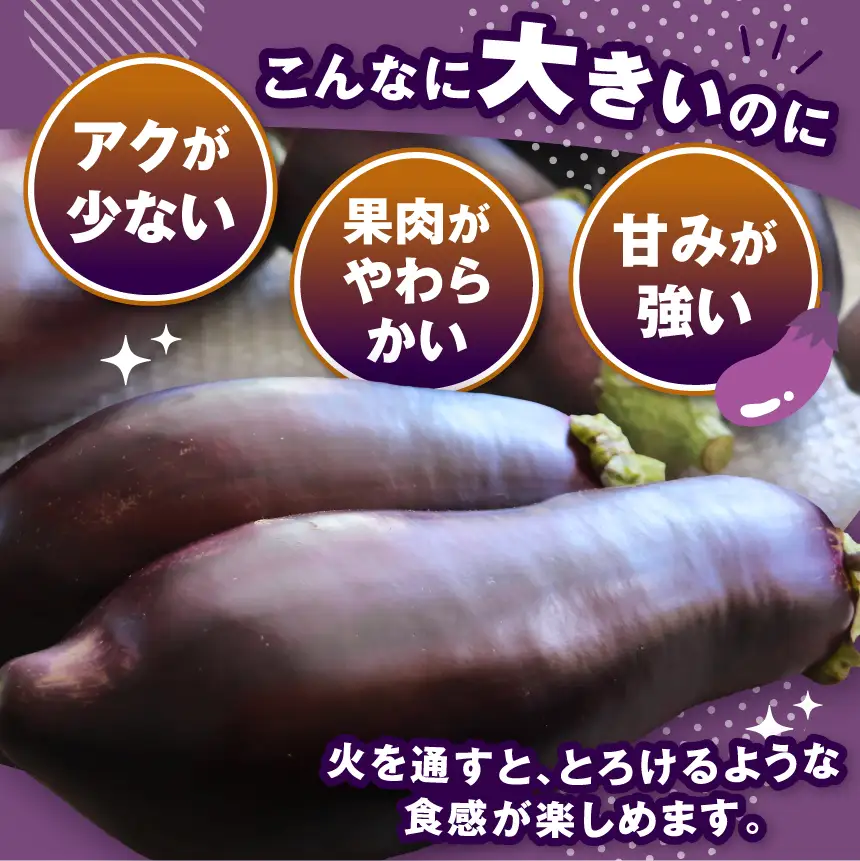 【先行予約】 令和8年9月頃から順次発送 信州伝統野菜 天龍村産ていざなす2本セット（１本450ｇ～650ｇ）☆レシピ付き☆