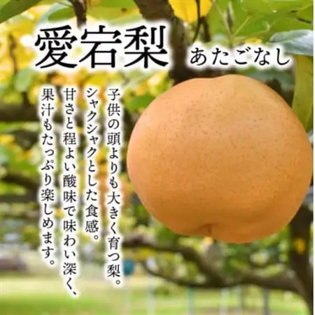 【2026年発送】あたご梨 上級品 2玉入(1.2kg級/玉)(岡山県産) お歳暮やギフトにおすすめ【1559963】