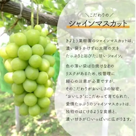 【2026年発送】ぶどう3品種詰合せ(シャインマスカット入)3-5房/計2.4kg～(岡山県産)【配送不可地域：離島・北海道・沖縄県】【1678569】