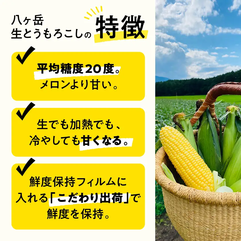 【訳あり】朝採れ 八ヶ岳生とうもろこし はねだし10本(約3kg)〈26年7月～9月下旬発送予定〉【配送不可地域：離島】【1678265】