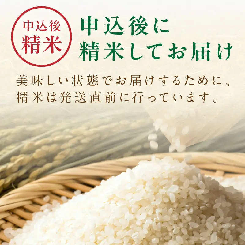 2026年産 京丹後米 特別栽培米コシヒカリ 玄米・白米 各5kg 白米 玄米 ふるさと納税 米 精米 お米 ご飯 ごはん コシヒカリ 京丹後産