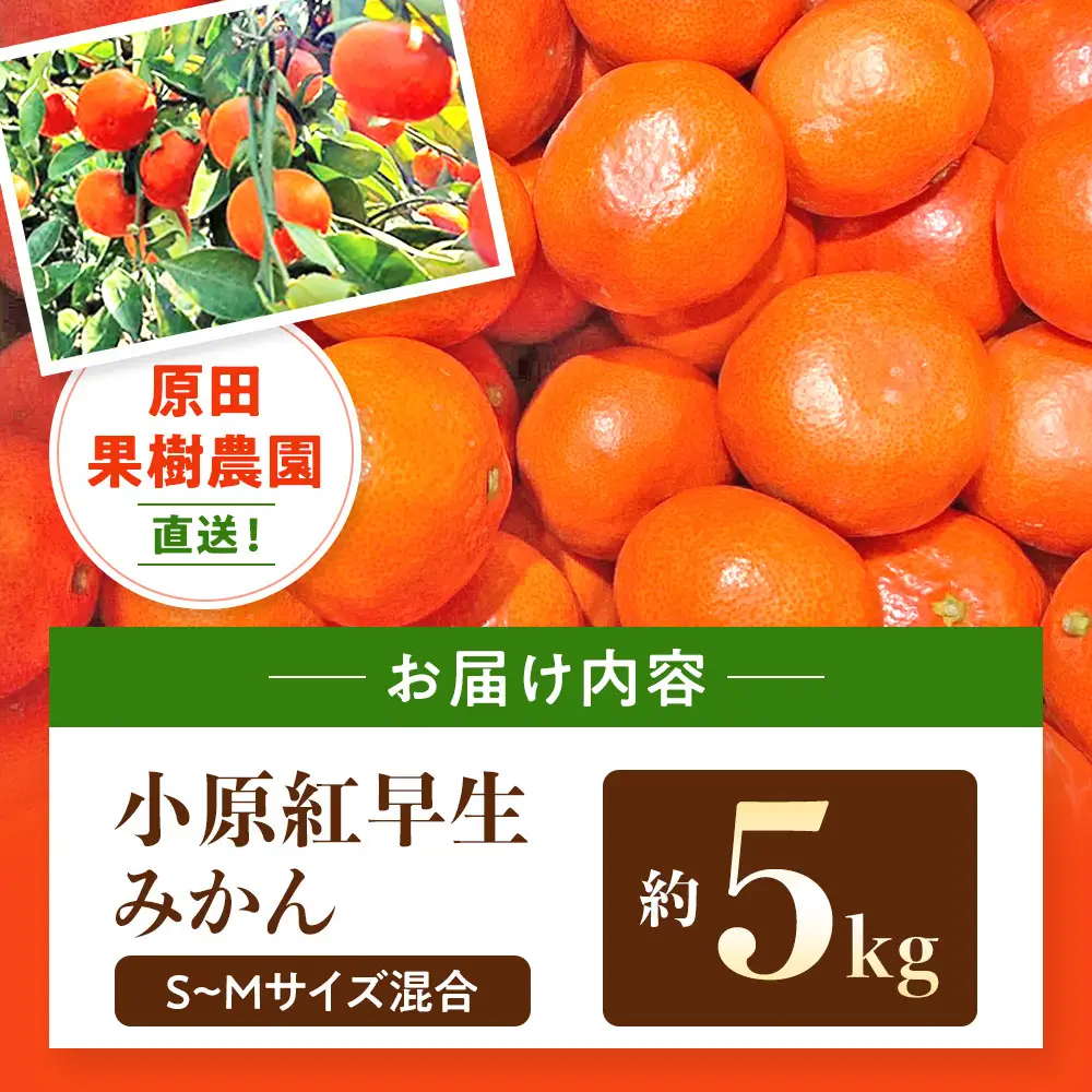 原田果樹農園直送！ 小原紅早生みかん 約5kg（S~Mサイズ混合）数量限定