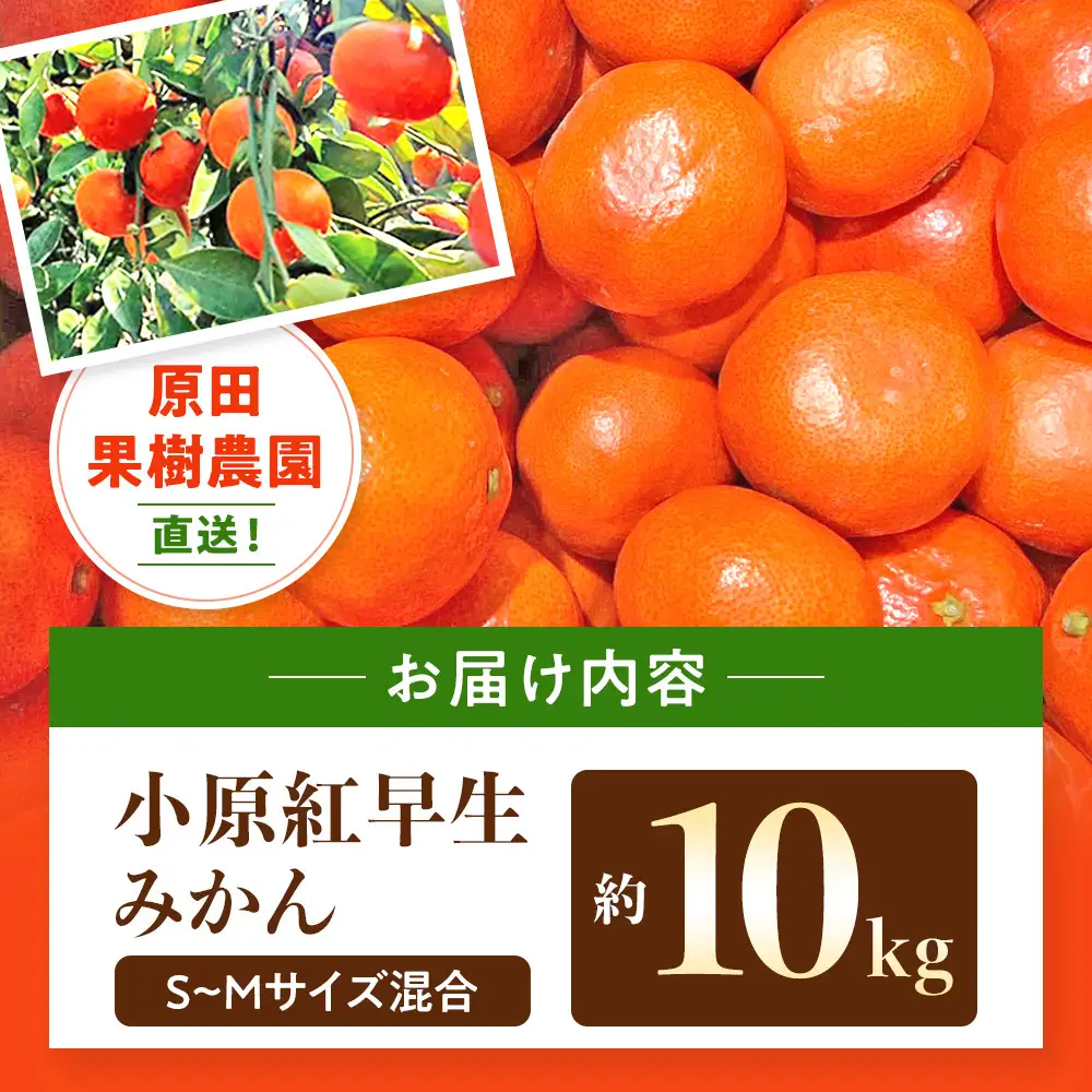 原田果樹農園直送！ 小原紅早生みかん 約10kg（S~Mサイズ混合）数量限定