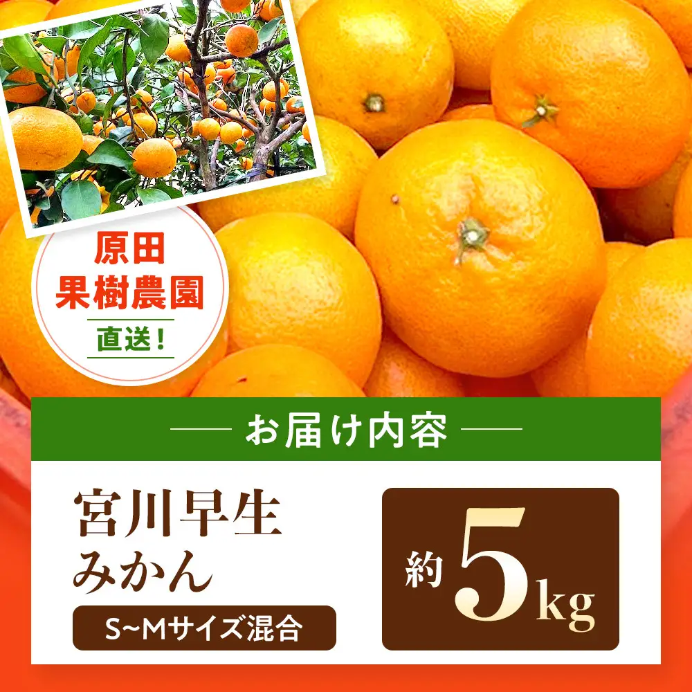 原田果樹農園直送！ 宮川早生みかん 約5kg（S~Mサイズ混合）数量限定
