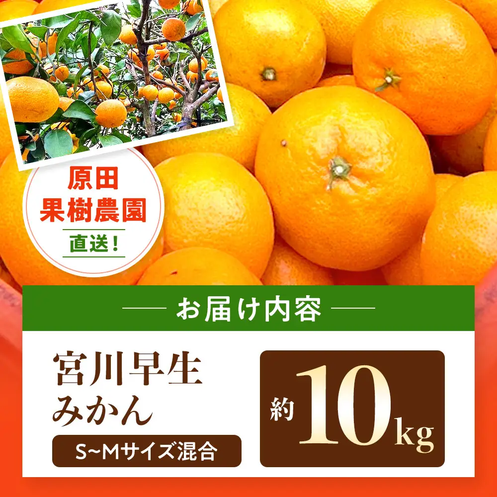 原田果樹農園直送！ 宮川早生みかん 約10kg（S~Mサイズ混合）数量限定