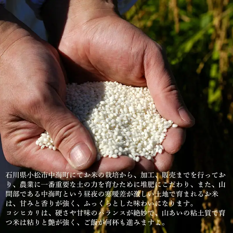 【6ヶ月定期便】令和8年産 特栽コシヒカリ 玄米10kg (5kg×2袋) 精米したて白米発送 のむら農産