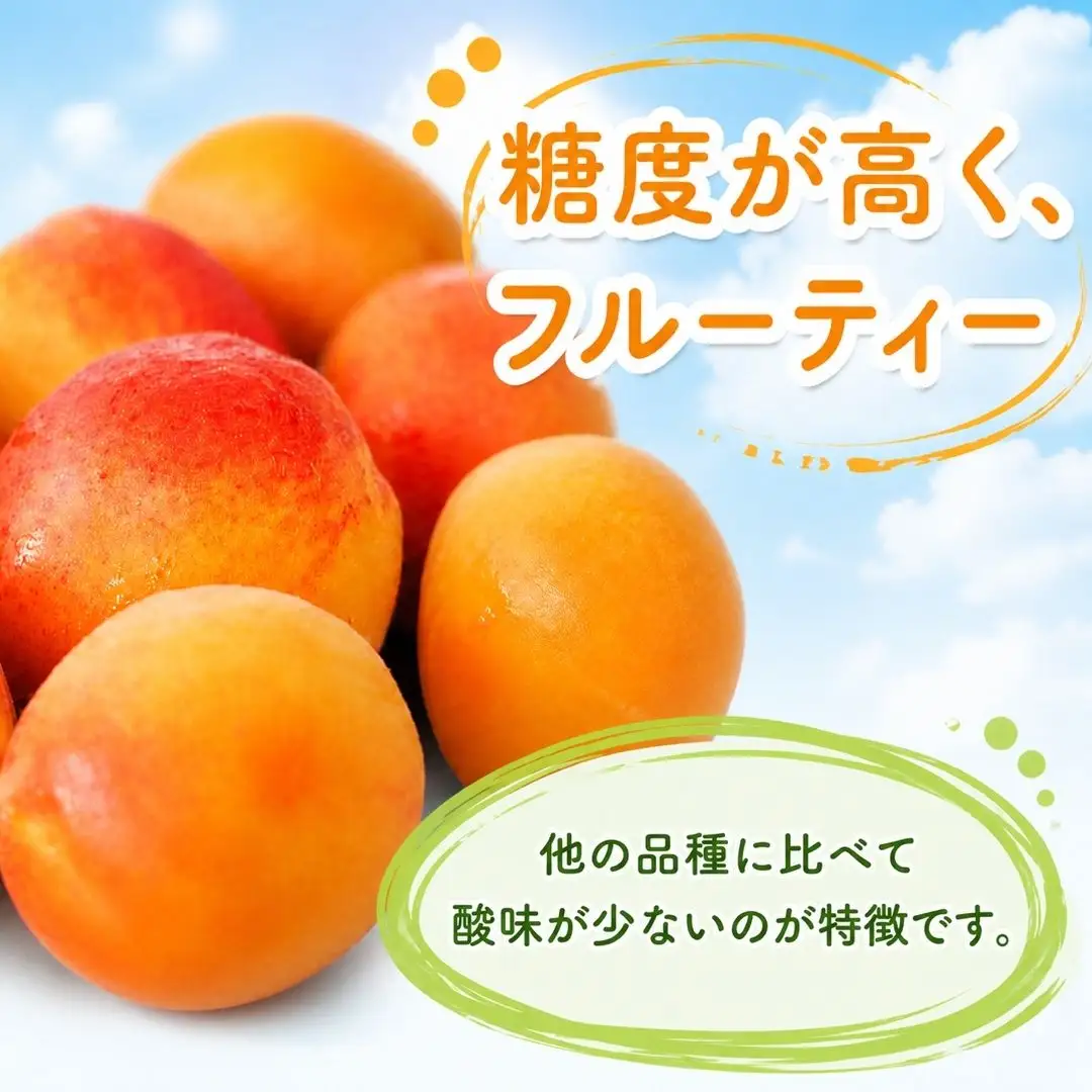 【2027年先行予約】あんず ハーコット(生食/皮ごとOK) 約2kg | あんず