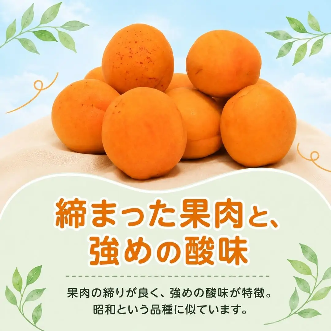 【2027年先行予約】あんず さつき(長野県オリジナル品種) 約2kg | あんず