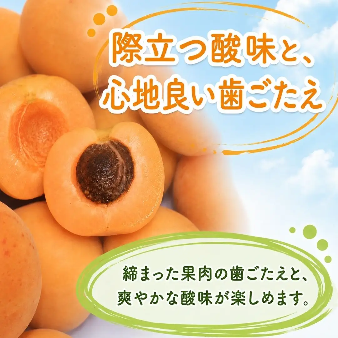 【2027年先行予約】あんず 昭和(長野県オリジナル品種) 約1kg |あんず 千曲市産 長野県 信州