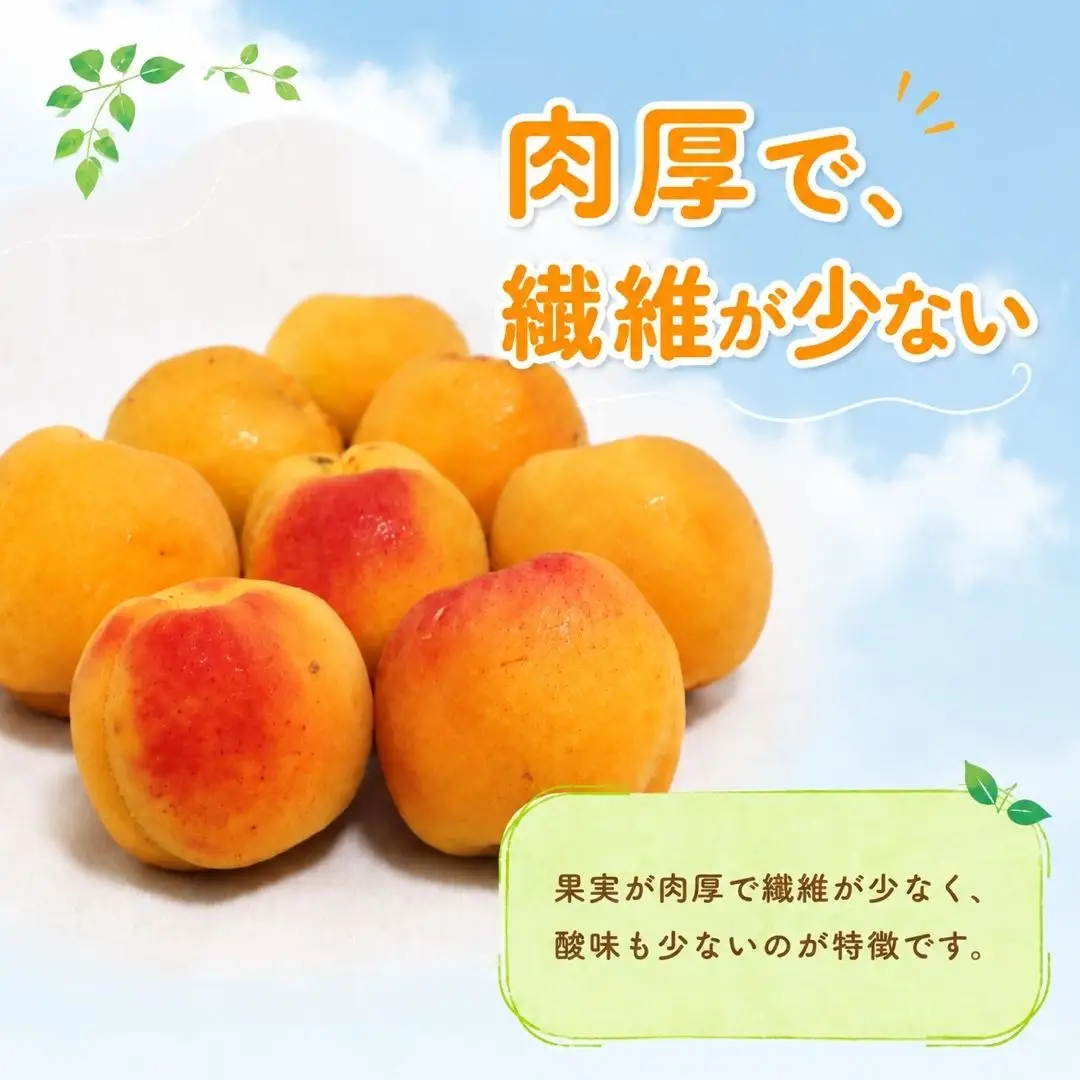 【2027年先行予約】あんず 信州大実(長野県オリジナル品種) 約1kg | 約1kgあんず 千曲市産 長野県 信州