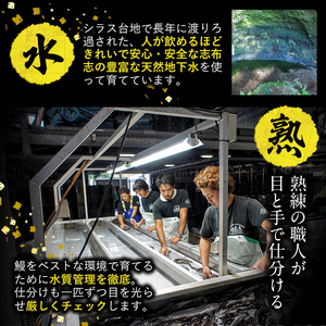 【訳あり】鹿児島県産！秘伝のスタミナうなぎ蒲焼き＜計300g以上/2尾以上＞肝吸いセット！ にんにく黒酢パワーで丸々太った美味しい鰻！ うなぎ ウナギ 鰻 蒲焼き スタミナ 黒酢 ニンニク 不揃い 鹿児島 肝吸い a5-350