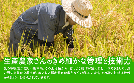 【3ヶ月定期便】栃木 ふるさと米 白米 5kg《お申込み翌月から出荷》おこめ【栃木県共通返礼品】