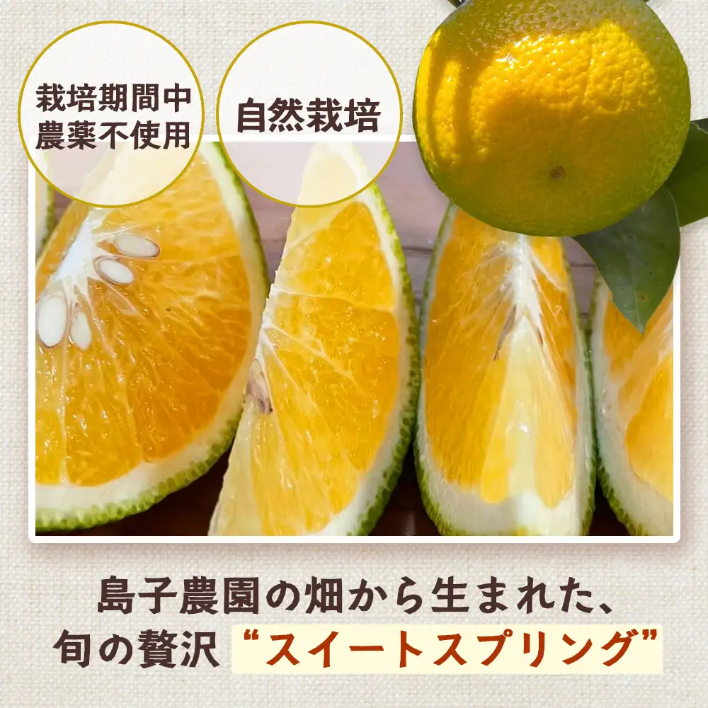 【先行予約・数量限定】鹿児島県南大隅町産 スイートスプリング（M~L玉） 約5kg 【2026年12月中旬以降順次発送】 SK-10 | 柑橘 フルーツ 国産 果物 みかん 期間限定 数量限定 産地直送 もぎたて 新鮮 果汁 たっぷり ミカン スイートスプリング 5kg 南大隅町 鹿児島県 島子農園