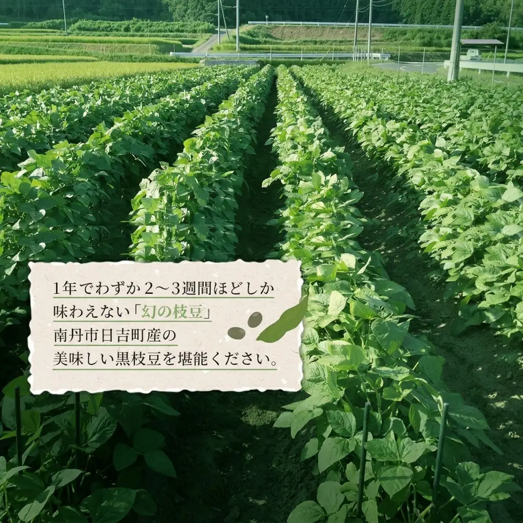 黒枝豆 丹波黒枝豆 野菜 おつまみ 黒枝豆