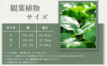 渥美半島のおまかせ観葉植物 Lサイズ 4回定期便　｜観葉植物 植物 グリーン インテリア インテリアグリーン 緑 おまかせ