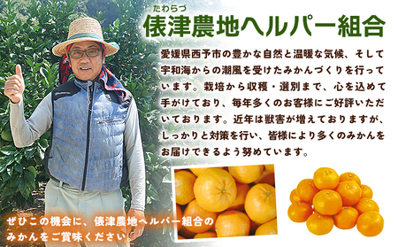 先行予約＜明浜産 ポンカン M～2Lサイズ 約4kg 贈答用＞ 果物 くだもの フルーツ 蜜柑 みかん ミカン 柑橘 贈答 ギフト ぽんかん 食べて応援 国産 愛媛県産 特産品 俵津農地ヘルパー組合 愛媛県 西予市【常温】『2026年1月から2月迄に順次出荷予定』 ATH0001