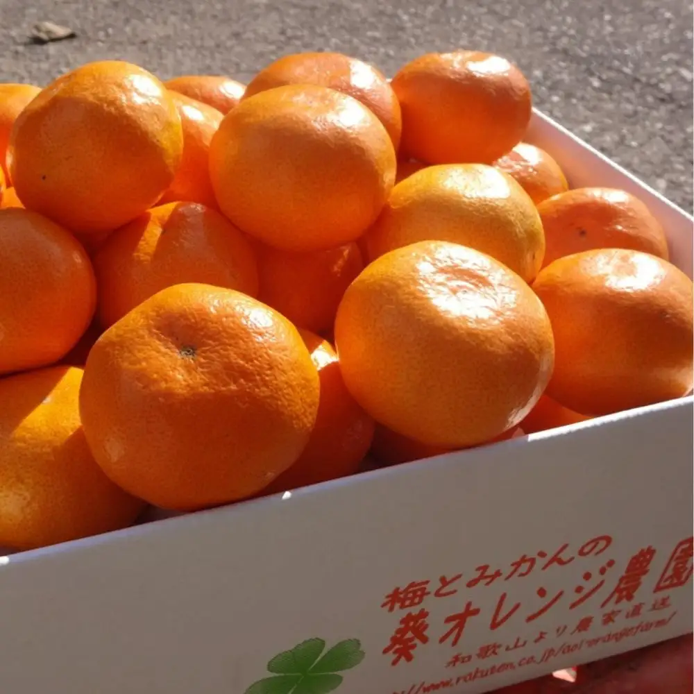 ＼先行予約／  A級 温州みかん　5kg（2S～ｌサイズ混合）【2026年11月上旬頃より順次発送】 / 温州ミカン ミカン カンキツ オレンジ 和歌山 田辺市 紀州 くだもの 柑橘 フルーツ 【aoi023-1】 