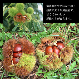 甘くて デカい ! 厚保くり 3Ｌサイズ ( 生栗 ) 約3kg 山口美祢産 ＜ 2026年11月中旬 発送予定＞