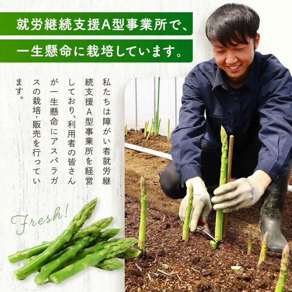 【2026年発送】ひだっこアスパラガス1.5kg |  産地直送 春 夏野菜 アスパラガス CM004VC01
