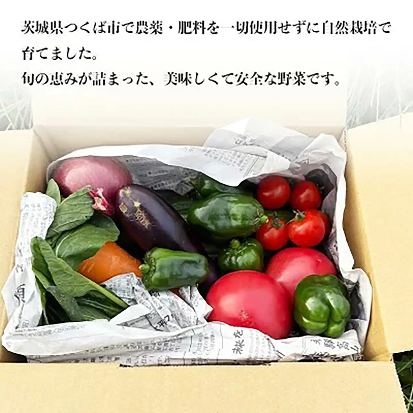 ☆先行予約 5月発送開始☆【8回定期便】固定種野菜の自然栽培 旬のお野菜セットを毎月お届け | 野菜 定期便