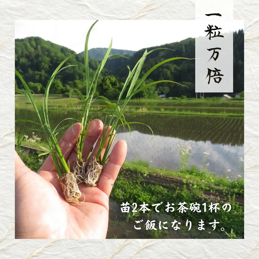 令和8年産 魚沼産コシヒカリ 白米 5kg 新潟県 津南町 近上農園