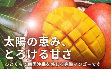 沖縄県産 訳ありマンゴー 1.5kg 【 先行予約 2027年発送 】