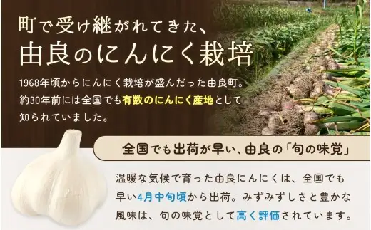 にんにく 秀品　由良の生にんにく 500g / ニンニク 生ニンニク ガーリック ※2027年4月下旬より順次発送【ksnw003】 