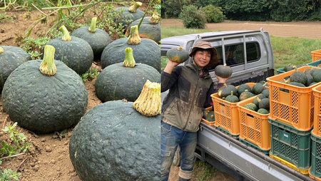 【 訳アリ 】完熟かぼちゃ ブラックのジョー 約10kg（6～8玉）