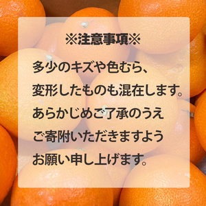 【2026年12月上旬から順次発送 】【紅まどんな と同品種】 愛果28号 約2.5kg 【DRM003】